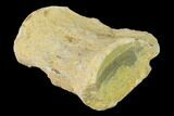 Fossil Mosasaur (Platecarpus) Vertebra - Kansas #136665-3